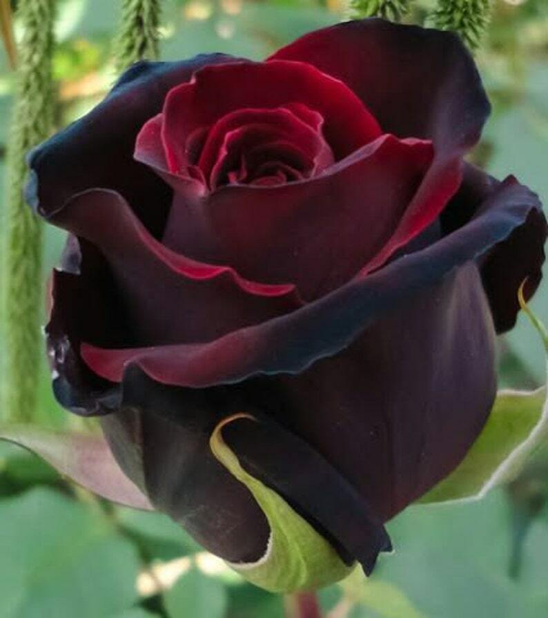 black rose flower seeds 10 Red Black Rose Seeds Flower Bush Perennial Bloom Shrub Flowering Se – Green River Seeds
