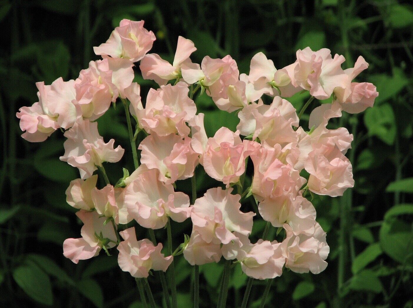 sweet pea flower seeds 25 Heaven Scent Sweet Pea Seeds Flowers Seed Flower Annual Bee Butterf – Green River Seeds