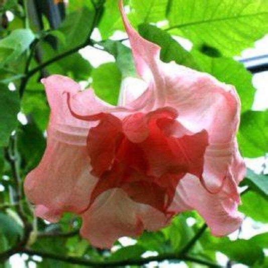 Green River Seeds 10 Strawberry Milk Angel Trumpet Seeds - Premium Brugmansia Flowers for Pots Patios & Cottage Gardens - Fast Growing Exotic Scented Blooms for Full Sun Zones
