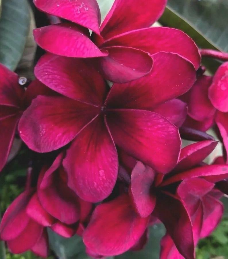 Green River 5 Bright Pink Plumeria Seeds - Flower Seed Pack, Premium Tropical Blooms, Fragrant Perennial Plants for Garden Charm, Ideal for Leis and Containers