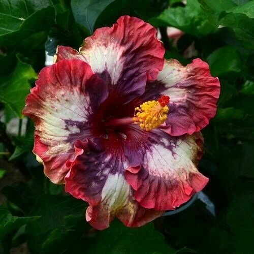 Green River 20 Cream Pink Hibiscus Seeds - Premium Perennial Flower Seeds Pack for Tropical & Pollinator Gardens, Hardy Outdoor Seeds for Full Sun & Well-Drained Soil, Vibrant Garden Blooms Attracting Butterflies & Hummingbirds
