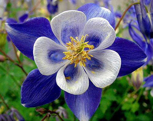 colorado columbine flower seeds 50 Bright Blue White Columbine Seeds Flower Perennial Flowers Seed 142 – Green River Seeds