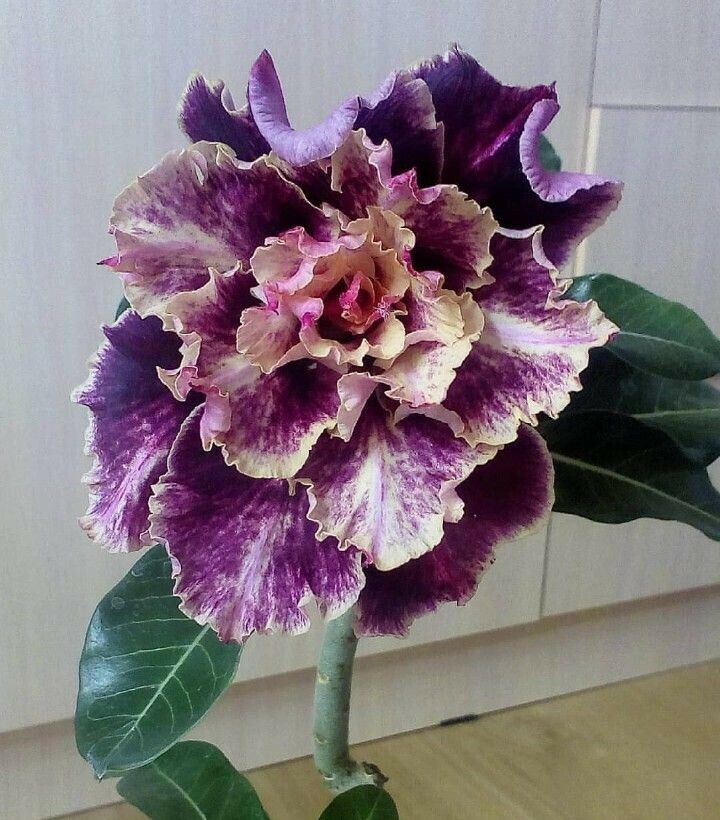 Green River 4 Purple Cream Desert Rose Seeds - Premium Exotic Succulent Flower Seeds for Indoor Pots Bonsai & Tropical Decor Drought-Tolerant, Easy to Grow Unique Trunk, Premium Seed Pack for Collectors