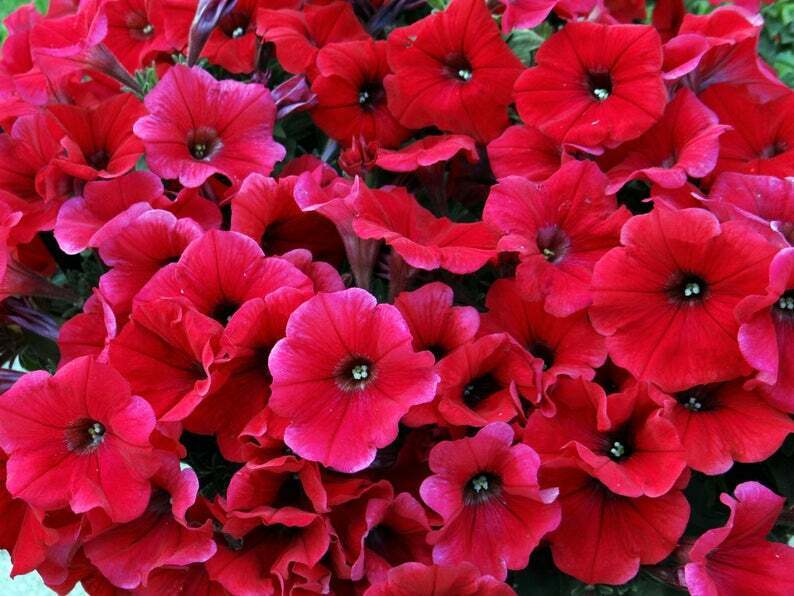 Green River 50 Bright Red Petunia Seeds - Decor Decoratives for Pots, Premium Seeds for Pots, Hanging Baskets & Flower Beds - Easy to Grow, Vibrant, Cascading Beauty - Full Sun, Spring to Fall Blooms