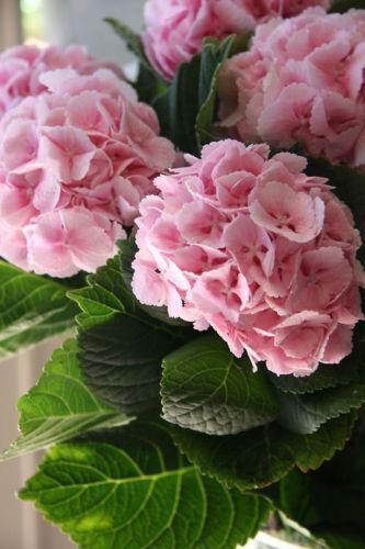 Green River 5 Light Pink Hydrangea Seeds – Premium Flower Seeds for Elegant Cottage Gardens, Patios & Borders – Rare Perennial Bush with Bold Summer Blooms – Hydrangea Limelight Seeds, Premium Seed Pack for Planting & Growing Beauty
