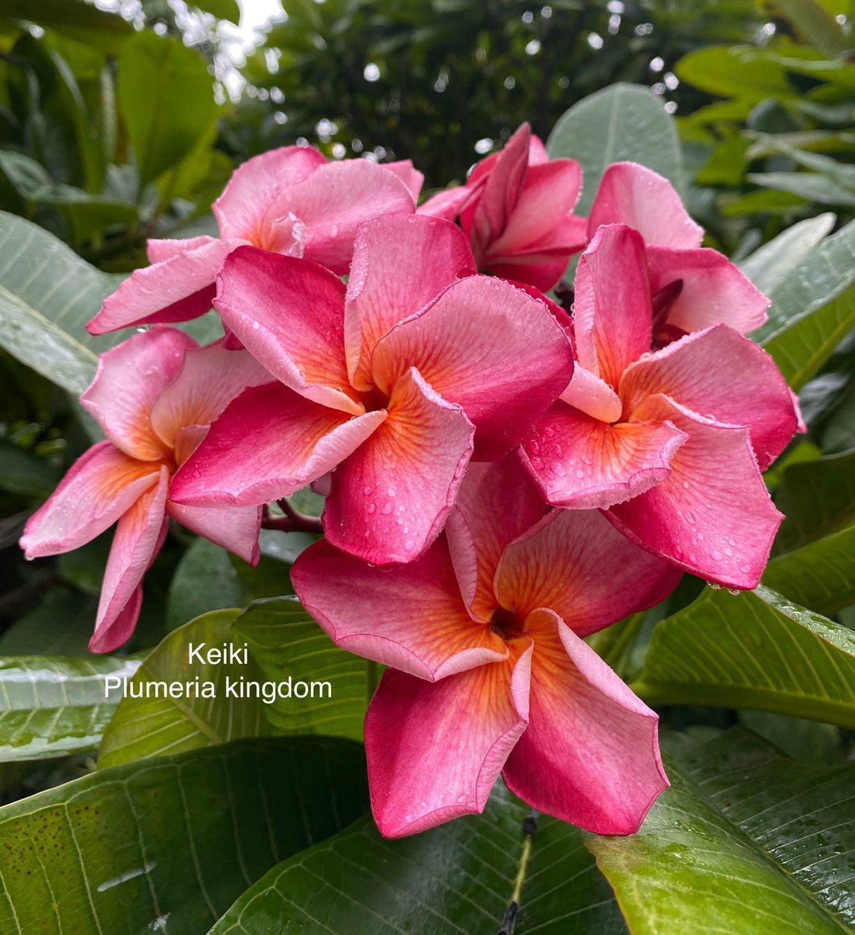 Green River 5 Keiki Plumeria Seeds - Flower Seed Pack, Premium Tropical Blooms, Fragrant Perennial Plants for Garden Charm, Ideal for Leis and Containers