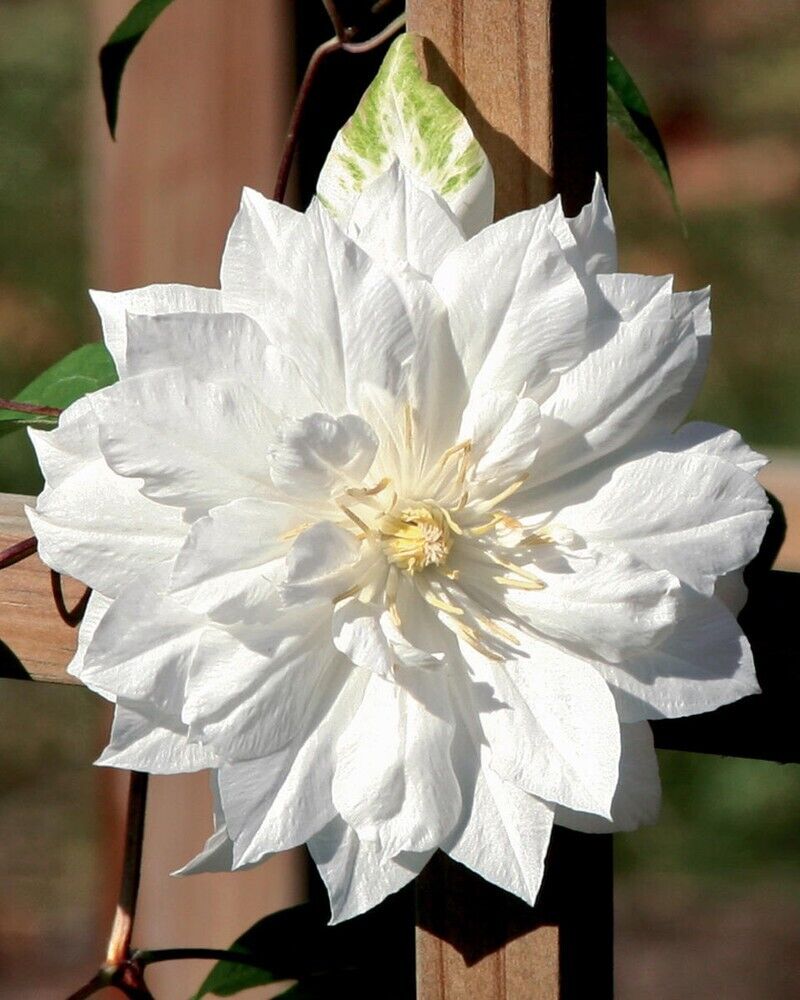 Green River Double White Clematis Seeds - 25 Flower Seed Pack, Perennial Climbing Vine, Dried Clematis Plant Seeds for Fences and Trellises, All Seasons, USDA Zones 4-9