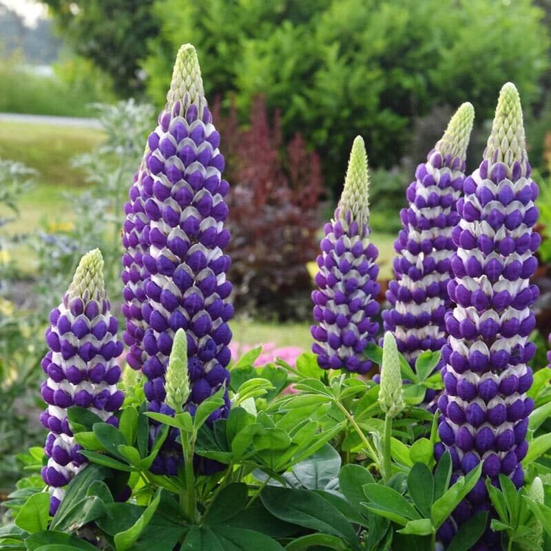Green River 25 Blacksmith Lupine Seeds - Vibrant Spiky Blooms, Fast Growing Perennials, Premium Seeds, Decor Decoratives Thrives in Cool Climates, Spring Full Sun