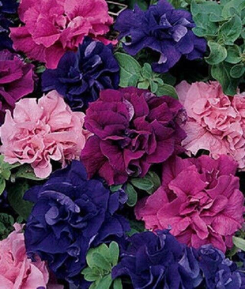planting petunias from seed Green River 50 Double Red Pink Purple Mix Petunia Seeds