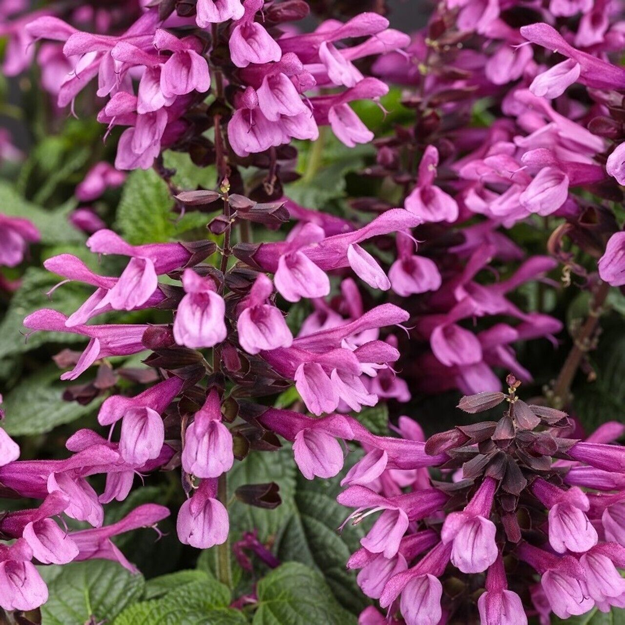 Green River 50 Pink Salvia Seeds - Vibrant Perennial Flower Seeds for Borders & Pollinator Gardens, Drought-Tolerant, Butterfly Magnet, All Seasons, Bag, Partial Sun
