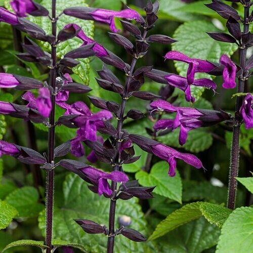 Green River 50 Deep Purple Salvia Seeds - Vibrant Perennial Flower Seeds for Borders & Pollinator Gardens, Drought-Tolerant, Butterfly Magnet, All Seasons, Bag, Partial Sun
