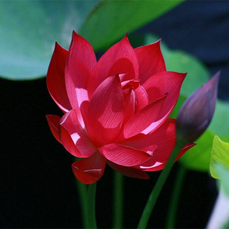 kamal flower seeds 5 Red Lotus Seeds Nelumbo nucifera Flowering Blooms Hardy Tropical See – Green River Seeds