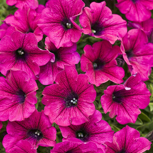 Green River 50 Bright Pink Petunia Seeds - Decor Decoratives for Pots, Premium Seeds for Pots, Hanging Baskets & Flower Beds - Easy to Grow, Vibrant, Cascading Beauty - Full Sun, Spring to Fall Blooms
