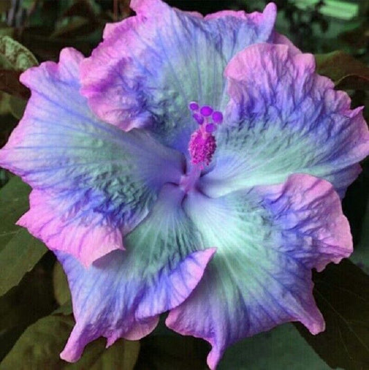 Green River 20 Blue Pink Purple Hibiscus Seeds - Premium Perennial Flower Seeds Pack for Tropical & Pollinator Gardens, Hardy Outdoor Seeds for Full Sun & Well-Drained Soil, Vibrant Garden Blooms Attracting Butterflies & Hummingbirds