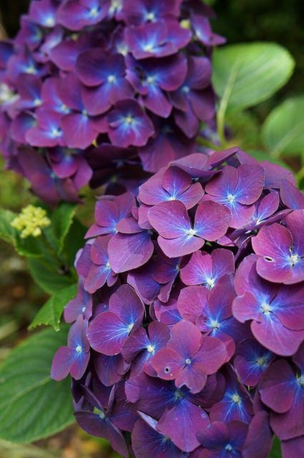Green River 5 Purple Blue Hydrangea Seeds – Premium Flower Seeds for Elegant Cottage Gardens, Patios & Borders – Rare Perennial Bush with Bold Summer Blooms – Hydrangea Limelight Seeds, Premium Seed Pack for Planting & Growing Beauty