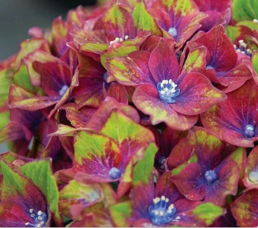 Green River 5 Pistachio Hydrangea Seeds – Premium Flower Seeds for Elegant Cottage Gardens, Patios & Borders – Rare Perennial Bush with Bold Summer Blooms – Hydrangea Limelight Seeds, Premium Seed Pack for Planting & Growing Beauty
