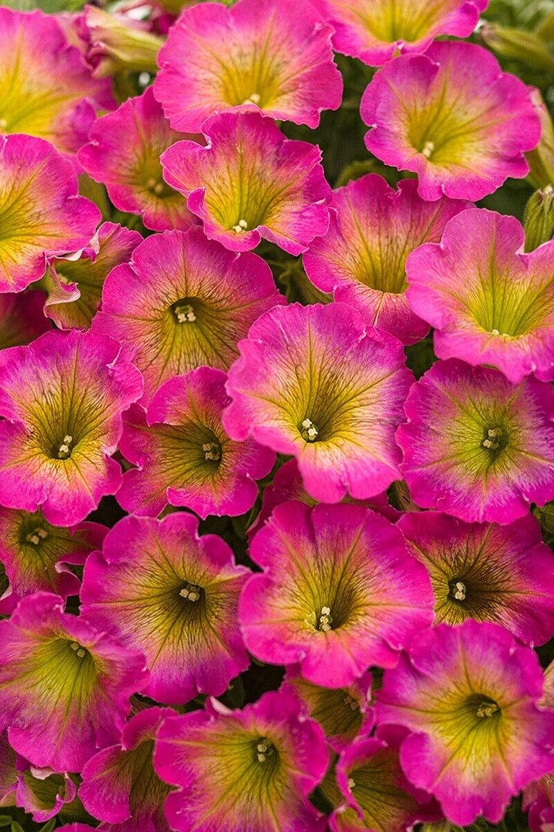 Green River 50 Yellow Pink Petunia Seeds - Decor Decoratives for Pots, Premium Seeds for Pots, Hanging Baskets & Flower Beds - Easy to Grow, Vibrant, Cascading Beauty - Full Sun, Spring to Fall Blooms