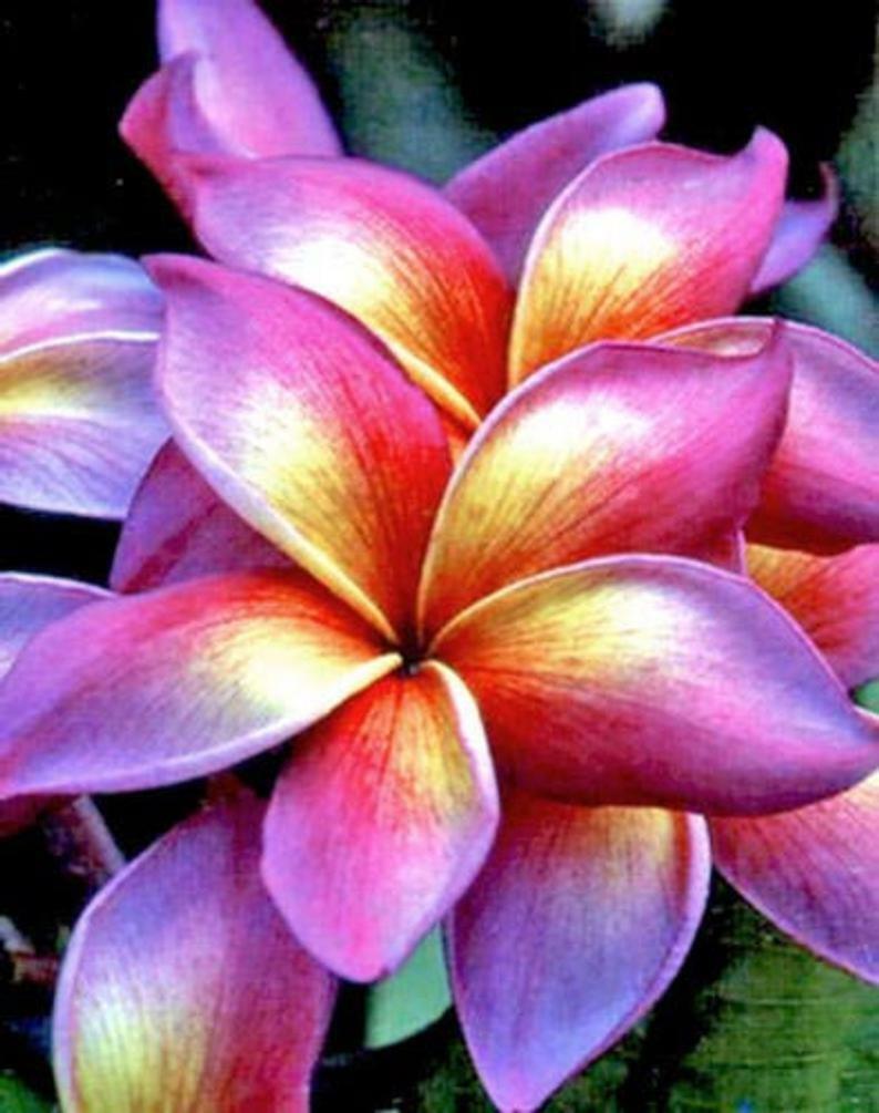 Green River 5 Bright Pink Yellow Orange Plumeria Seeds - Flower Seed Pack, Premium Tropical Blooms, Fragrant Perennial Plants for Garden Charm, Ideal for Leis and Containers