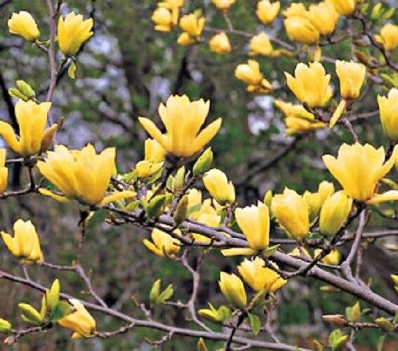 Green River 5 Butterfly Magnolia Seeds - Premium Magnolia Flower Seeds for Planting, Fragrant Spring Bloom Tree for Cottage Gardens & Landscaping, Rare Magnolia Tree Seeds, Ornamental Decor, Ideal for Pollinator Gardens & Backyard Displays