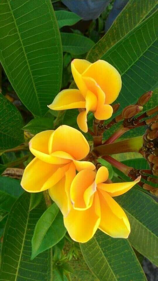 plumeria flower seeds Green River 5 Bright Yellow Plumeria Seeds