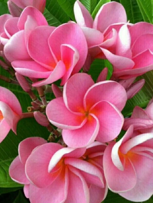 pink lady flower seeds Green River 5 Pink Plumeria Seeds
