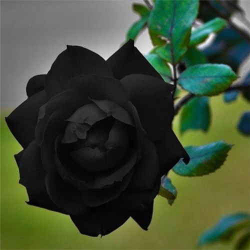black rose bush seeds 10 Black Rose Seeds Flower Bush Perennial Shrub Flowers Seed 145 US SE – Green River Seeds