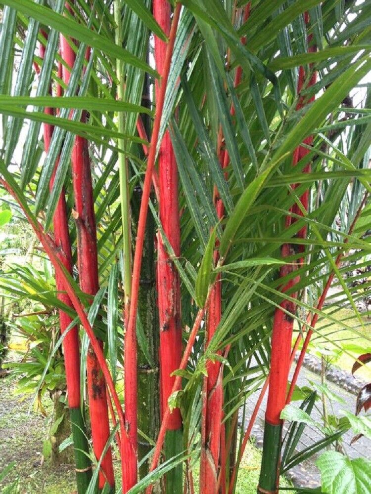 planting moso bamboo seeds Green River 50 Costa Rico Red Moso Bamboo Seeds