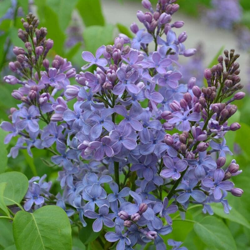 Green River 25 Wonderblue Lilac Seeds - Fragrant Spring Bloomers for Garden & Decor Decoratives - Premium Seeds, Heirloom Variety for Pollinator Gardens