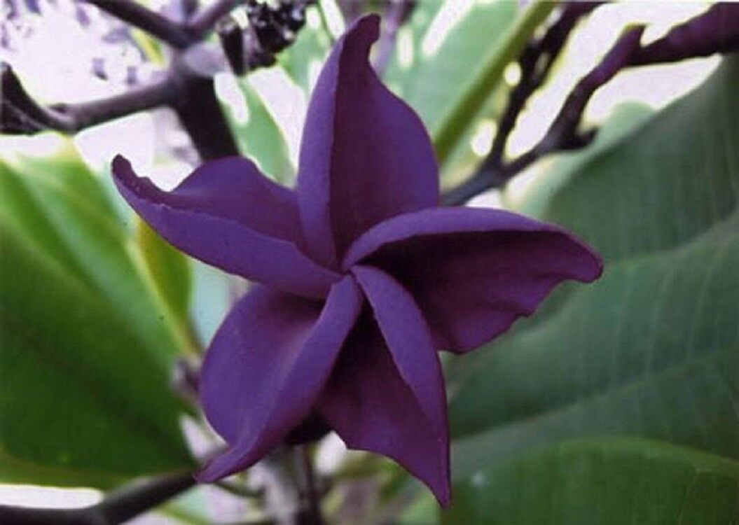 Green River 5 Dark Purple Plumeria Seeds - Flower Seed Pack, Premium Tropical Blooms, Fragrant Perennial Plants for Garden Charm, Ideal for Leis and Containers