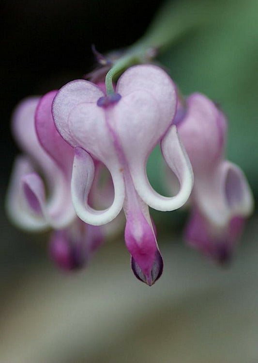 Green River 25 Purple White Bleeding Heart Seeds Premium Flower Seeds for Shade Gardens & Containers Climbing Perennial Heart Seed Flowers Butterfly Friendly Low Maintenance