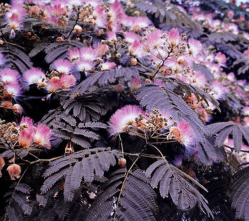 planting mimosa tree seeds 10 Summer Chocolate Mimosa Tree Seeds Silk Tree Albizia julibrissin Se – Green River Seeds