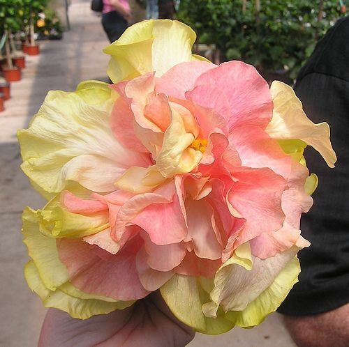 rosa sinensis seeds Green River 20 Double Pink Orange Hibiscus Seeds