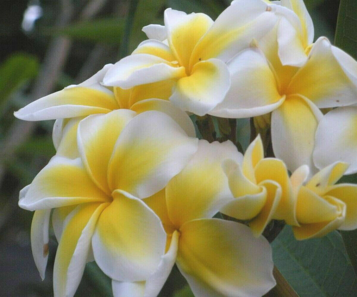 10 "Celadine" Plumeria Seeds Plants Flower Flowers Perennial Seed P-17