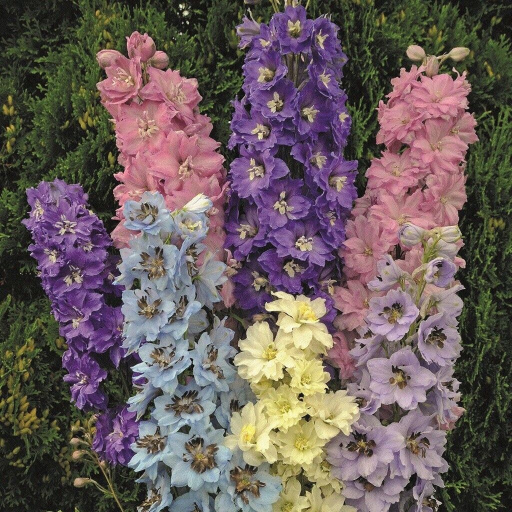 Green River 50 Millennium Star Delphinium Seeds - Flower Seed Pack, Perennial Delphinium Flower Seeds, Tall Spikes for Borders, Premium Garden Plant Seeds for Planting
