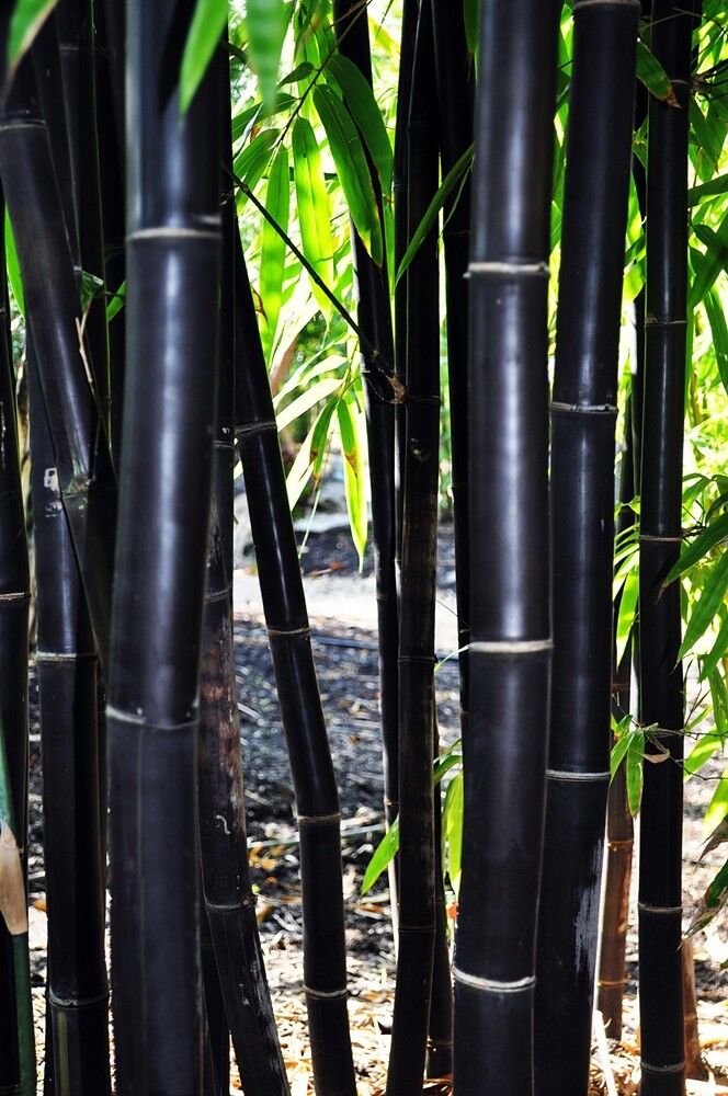 Green River 50 Timor Black Bamboo Seeds - Tall Bamboo Plant Seeds for Privacy Screens & Garden Landscaping – Premium Bamboo Seeds for Planting Outdoors or in Pots – Non-Invasive Fast-Growing Lawn Plants – Seeds for Gardening & More