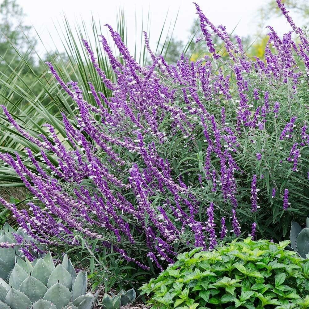 Green River 50 Leucantha Salvia Seeds - Vibrant Perennial Flower Seeds for Borders & Pollinator Gardens, Drought-Tolerant, Butterfly Magnet, All Seasons, Bag, Partial Sun