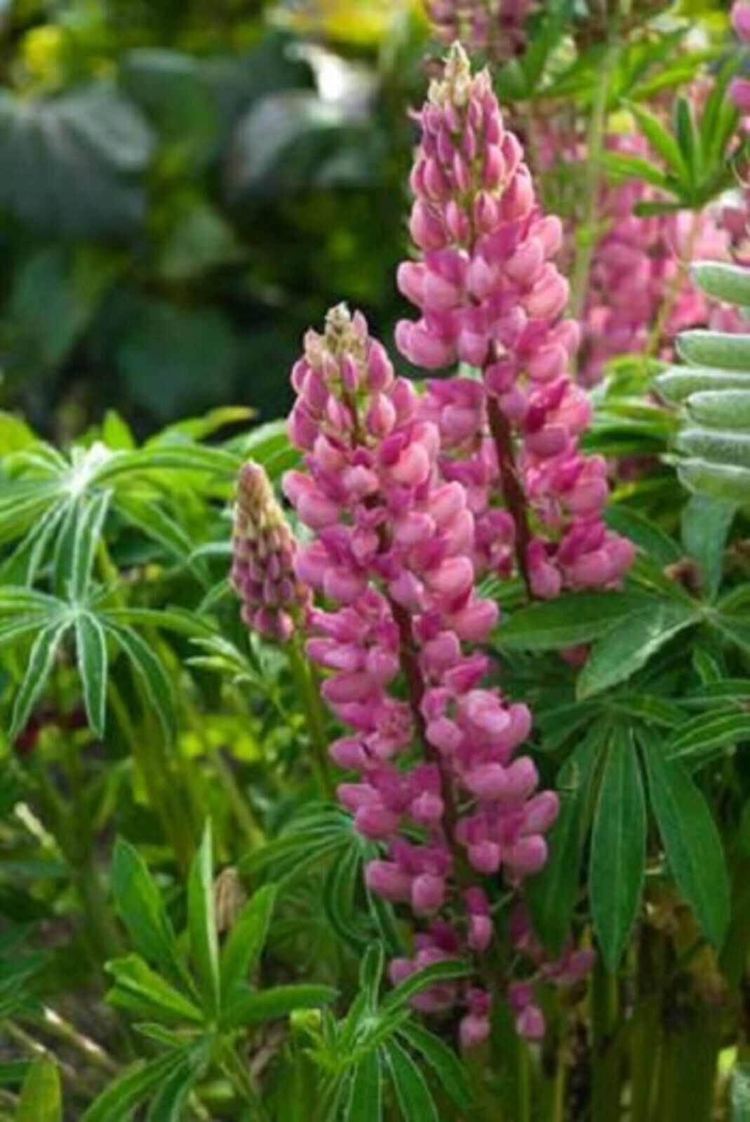 Green River 25 Popsicle Pink Lupine Seeds - Vibrant Spiky Blooms, Fast Growing Perennials, Premium Seeds, Decor Decoratives Thrives in Cool Climates, Spring Full Sun