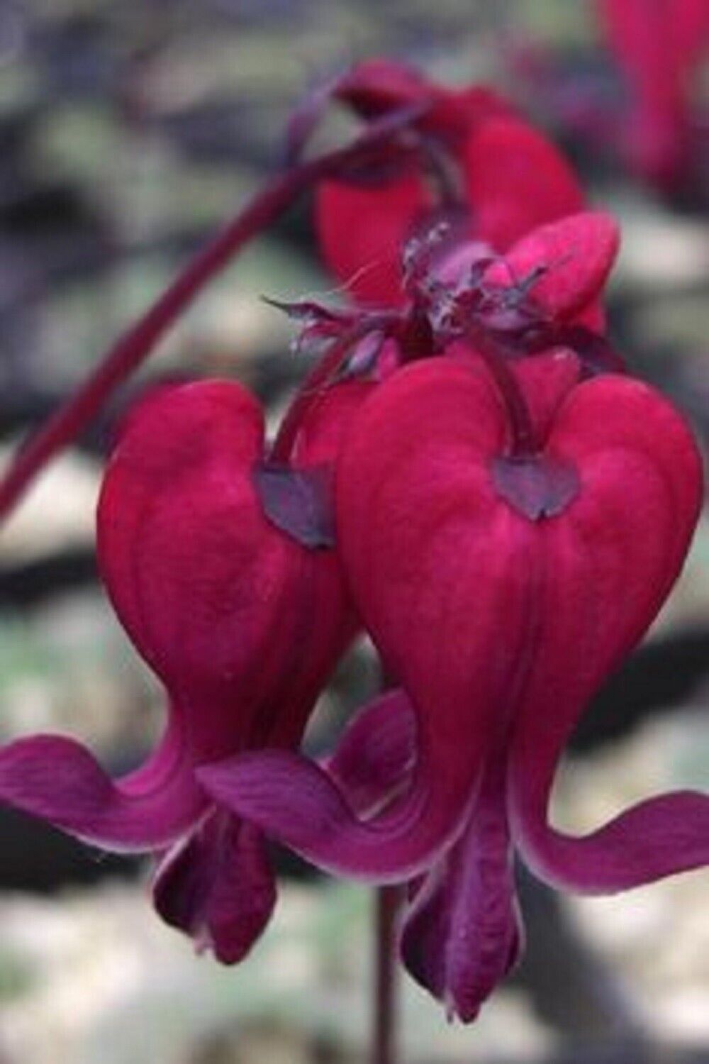 Green River 25 Dark Red Bleeding Heart Seeds Premium Flower Seeds for Shade Gardens & Containers Climbing Perennial Heart Seed Flowers Butterfly Friendly Low Maintenance