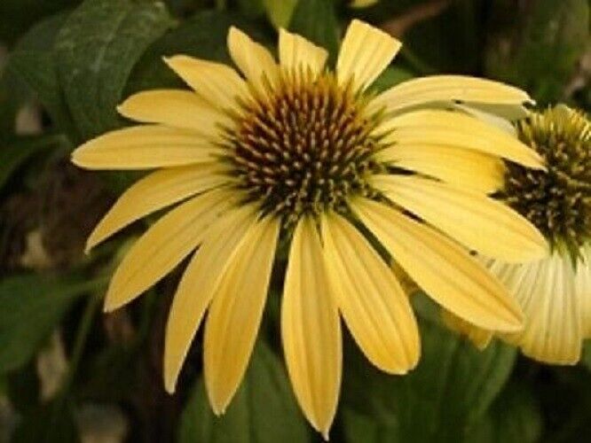 Green River 50 Yellow Coneflower Seeds - Drought-Tolerant Decor Seeds for Pollinator Gardens, Perennial Blooms, Ideal for Summer Conditions
