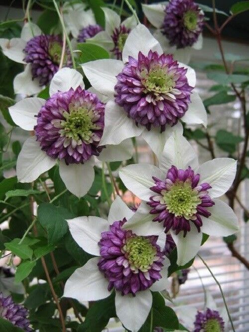 clematis flower seeds Green River White Purple Clematis Seeds