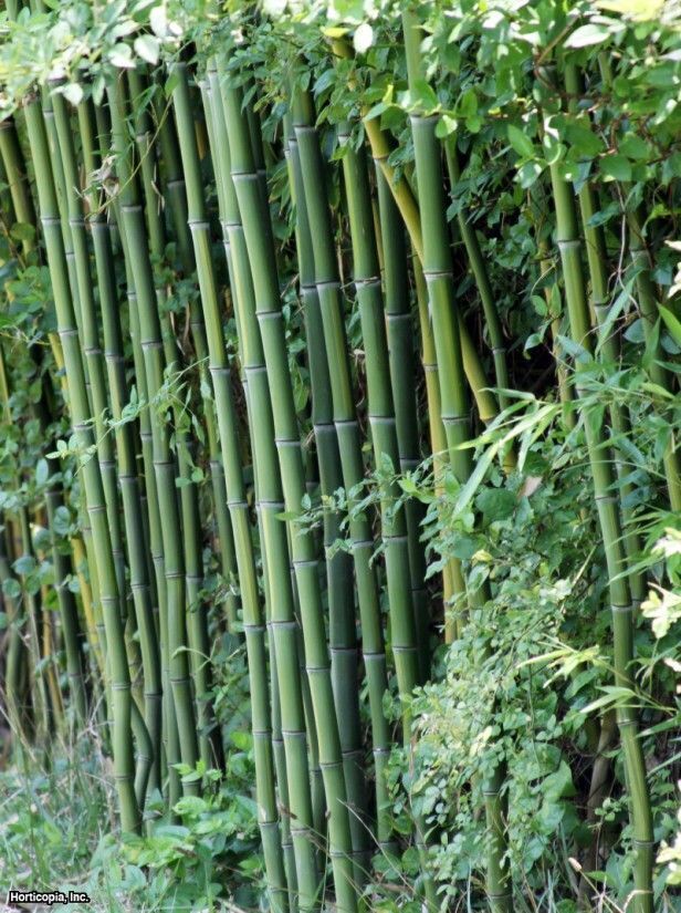 Green River 50 Cui Zhu Bamboo Seeds - Tall Bamboo Plant Seeds for Privacy Screens & Garden Landscaping – Premium Bamboo Seeds for Planting Outdoors or in Pots – Non-Invasive Fast-Growing Lawn Plants – Seeds for Gardening & More