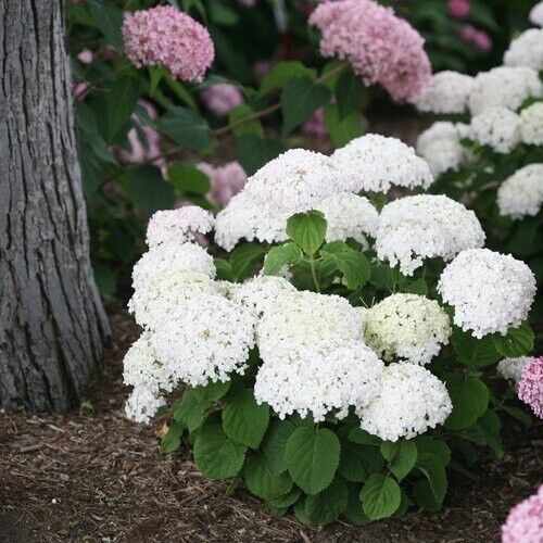 5 hydrangea plants flowers home plant perennial viburnum seeds Green River 5 Wee White Hydrangea Seeds – Premium Flower Seeds for Ele – Green River Seeds