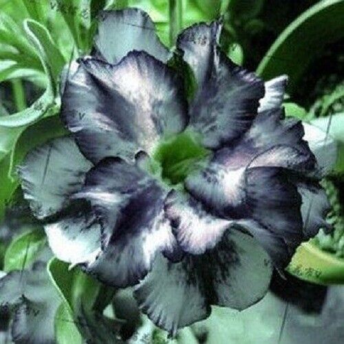 Green River 4 White Black Desert Rose Seeds - Premium Exotic Succulent Flower Seeds for Indoor Pots Bonsai & Tropical Decor Drought-Tolerant, Easy to Grow Unique Trunk, Premium Seed Pack for Collectors