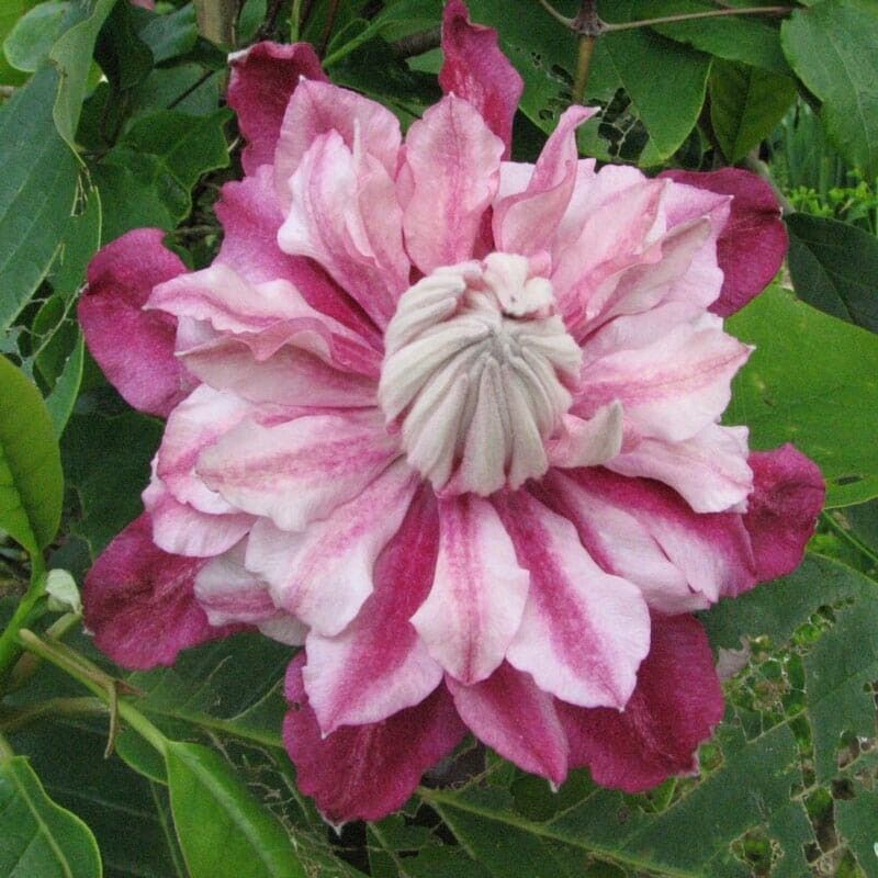 Green River Patricia Clematis Seeds - 25 Flower Seed Pack, Perennial Climbing Vine, Dried Clematis Plant Seeds for Fences and Trellises, All Seasons, USDA Zones 4-9