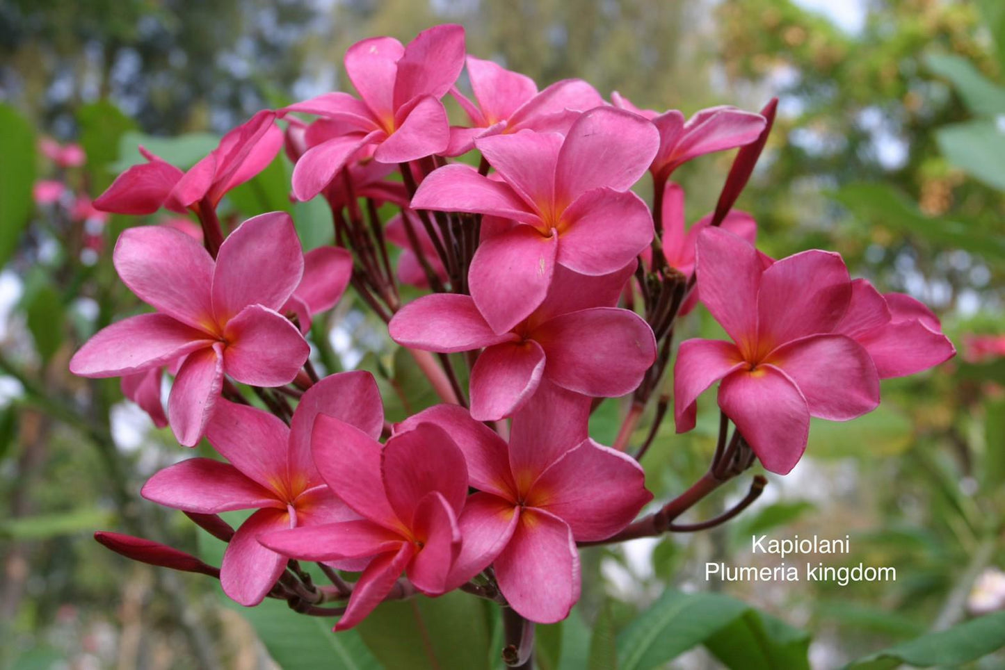 10 "Kapiolani" Plumeria Seeds Plants Flower Flowers Perennial Seed P-9 US Seller