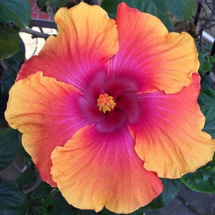Green River 20 Orange Pink Hibiscus Seeds - Premium Perennial Flower Seeds Pack for Tropical & Pollinator Gardens, Hardy Outdoor Seeds for Full Sun & Well-Drained Soil, Vibrant Garden Blooms Attracting Butterflies & Hummingbirds
