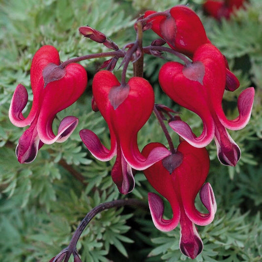Green River 25 Bright Red Bleeding Heart Seeds Premium Flower Seeds for Shade Gardens & Containers Climbing Perennial Heart Seed Flowers Butterfly Friendly Low Maintenance