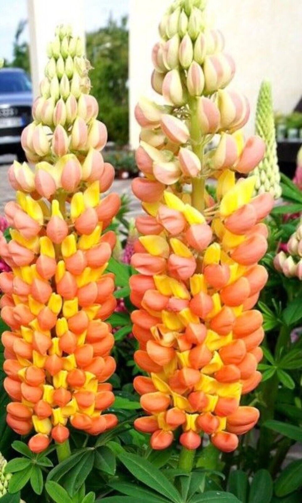 Green River 25 Orange Yellow Lupine Seeds - Vibrant Spiky Blooms, Fast Growing Perennials, Premium Seeds, Decor Decoratives Thrives in Cool Climates, Spring Full Sun