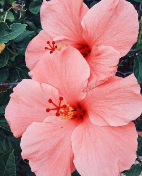 Green River 20 Salmon Pink Hibiscus Seeds - Premium Perennial Flower Seeds Pack for Tropical & Pollinator Gardens, Hardy Outdoor Seeds for Full Sun & Well-Drained Soil, Vibrant Garden Blooms Attracting Butterflies & Hummingbirds