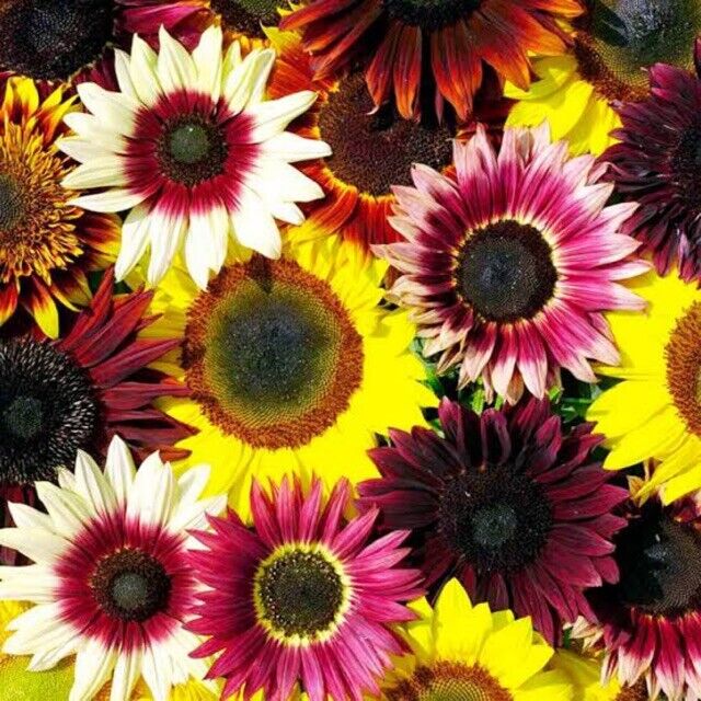 rainbow flower seeds 25 Sunflower Rainbow Mix Seeds Flowers Seed Flower Perennial Sun Bloom – Green River Seeds